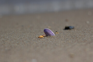 sea ​​shell on the sandy shore