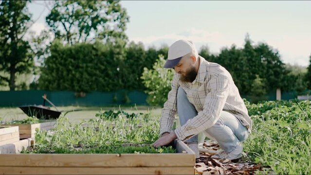 Man planting young vegetables in garden on a sunny day. Homegrown vegetables, environmental protection. Man weeds his patches in a garden. High quality 4k footage