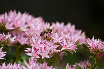 bee on pink flower bush (Sedum spectabile) close up