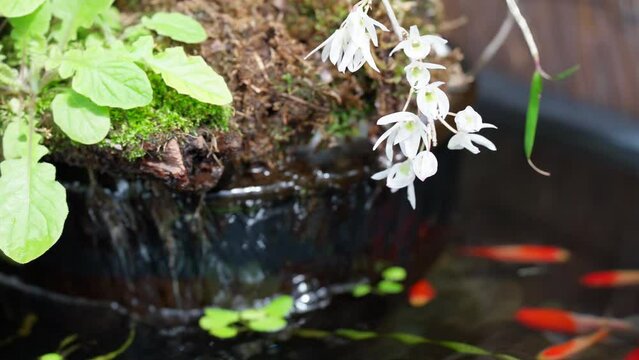 池で白花紫蘭の花が開花する春のイメージ