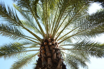 Naklejka premium coconut palm tree