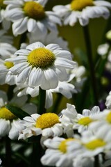 daisies in a garden