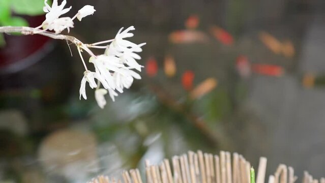 白花紫蘭が咲く金魚が泳ぐ池の風景