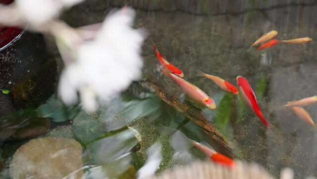 金魚が泳ぐ池の春の風景