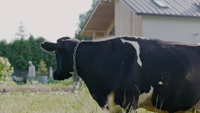 Slow motion shot of a cow mooing in the backyard at sunset. Midges fly around the cow in sunset light. High quality 4k footage