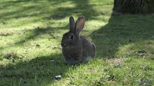 Wild European rabbit chewing grass