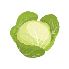 Vector illustration, fresh cabbage isolated on white background, healthy vegetable design element, for a template or recipe image. - obrazy, fototapety, plakaty