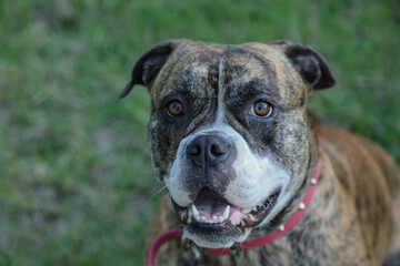 Playful American Bulldog in lush outdoor park setting