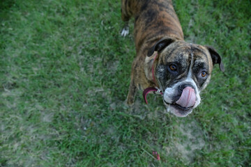 Playful American Bulldog in lush outdoor park setting