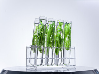 Sea grapes in glass test tube in laboratory.