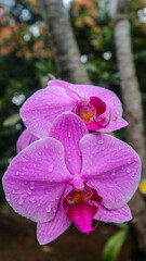 Fototapeta na wymiar Orchid flowers dew in the morning in a garden