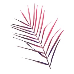 Watercolor pink palm leaf. Tropical foliage isolated on a white background