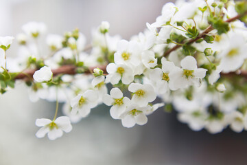 Fototapeta premium 雪柳の花 