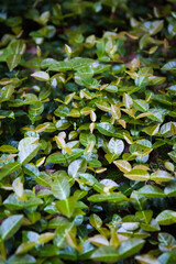 里山の春の新緑	