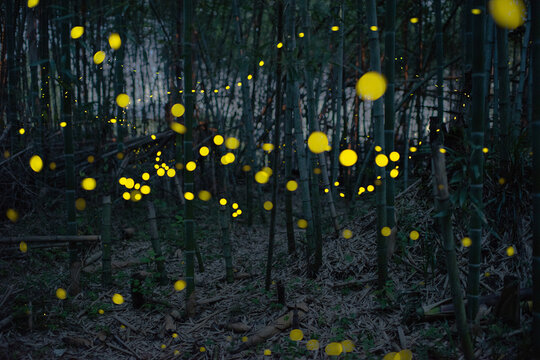 Luciola parvula
