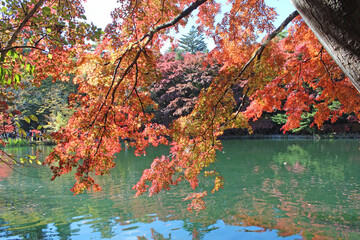 雲場池の紅葉　軽井沢