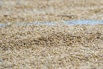 top view of paddy rice or rice seed in the background. Yellow paddy jasmine rice for background
