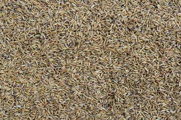 top view of paddy rice or rice seed in the background. Yellow paddy jasmine rice for background
