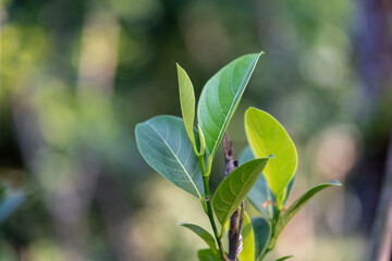 Obraz premium The leaves of the jackfruit tree