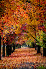 Naklejka premium autumn alley in the park