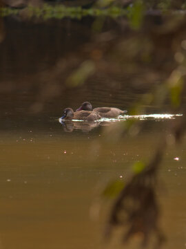 portrait format image of a couple of birds known as Brazilian Teal (Amazonetta brasiliensis), swimming side by side in a serene lake.
