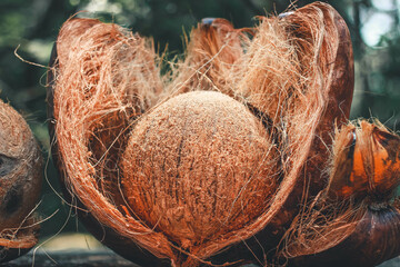 Coconut Shell with Exocarp | the edible fruit of the coconut palm (Cocos nucifera), a tree of the palm family. Coconut flesh is high in fat and can be dried or eaten fresh