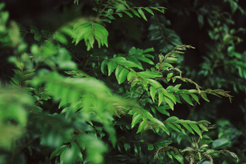 Curry Leaves Tree | Murraya koenigii or Bergera koenigii, is a tropical to sub-tropical tree in the...