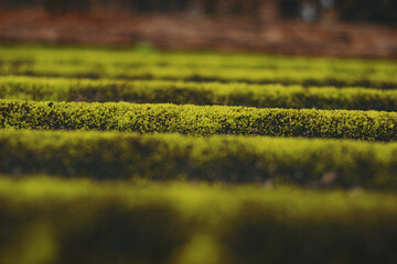Roof algae Moss (Gloeocapsa magma)
