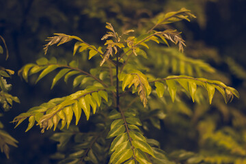 Curry Leaves Tree | Murraya koenigii or Bergera koenigii, is a tropical to sub-tropical tree in the...