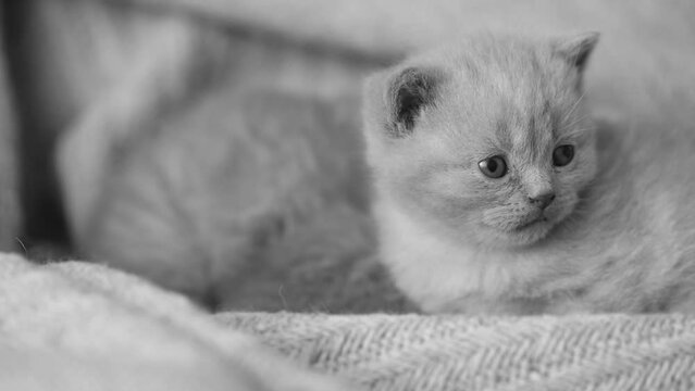 kitten sleeping. Animal. Kitte. Cat. 