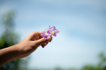 flower in the hands