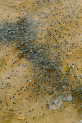 Green toad (Bufotes viridis) tadpoles on water in Thailand.