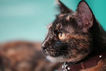 Eye focus on cute cat with orange eyes lying on grey textile sofa at home. Soft fluffy purebred short hair straight-eared kitty. Background, copy space, close up.