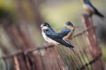 bird on a wire