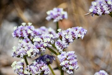 Obraz premium flowers in spring