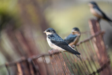 Fading sparrows