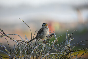 Screaming bird