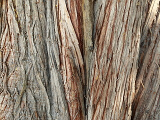 old wood texture