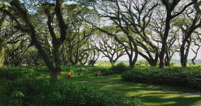De Djawatan Forest, woman in orange dress walks through lush nature, East Java
