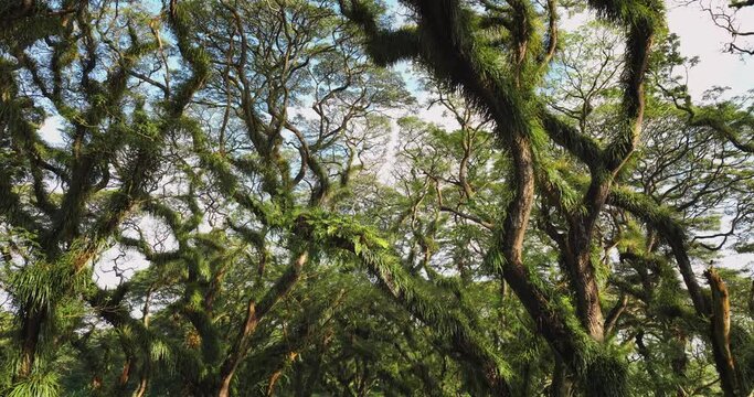 Woman in orange dress running through mystical tropical forest, aerial