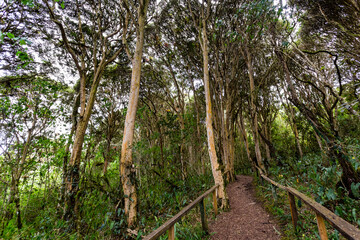 Arrayanes forest