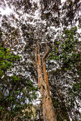 Fototapeta premium Arrayanes forest