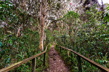 Arrayanes forest