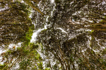 Arrayanes forest