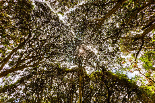 Arrayanes forest