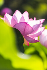 Fototapeta premium 初夏に咲く蓮の花