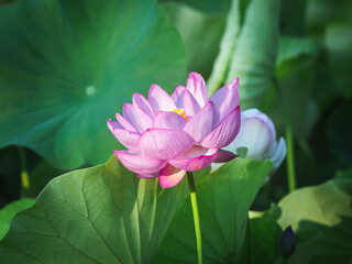 Obraz premium 初夏に咲く蓮の花