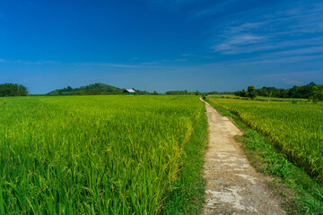 Natural scenery of Indonesia with village road infrastructure and rice fields in Bali