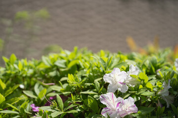 Fototapeta premium マンション花壇に咲いたツツジ