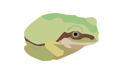 香箱座りをするアマガエル